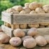 Jak uratować zbiory ziemniaków do wiosny bez straty